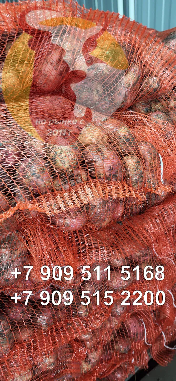 картофель оптом урожай 2022 в Кемерове
