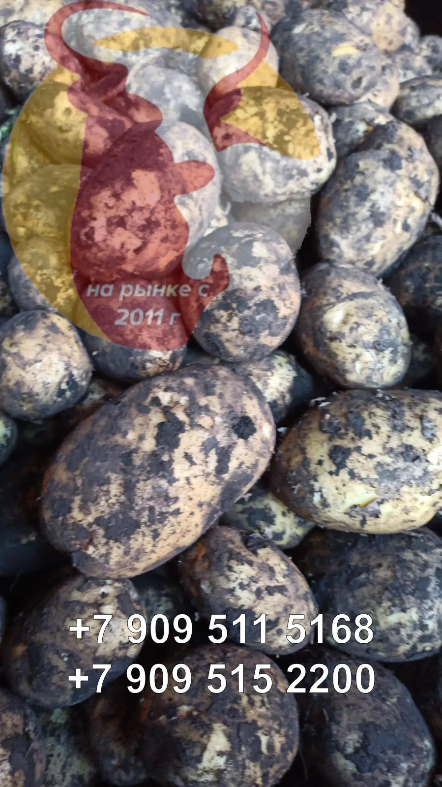 картофель оптом урожай 2022 в Кемерове 2