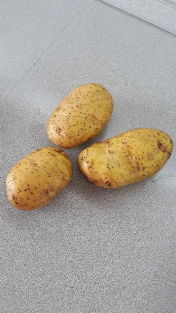 желтый картофель Леди Клер оптом в Кемерове 2