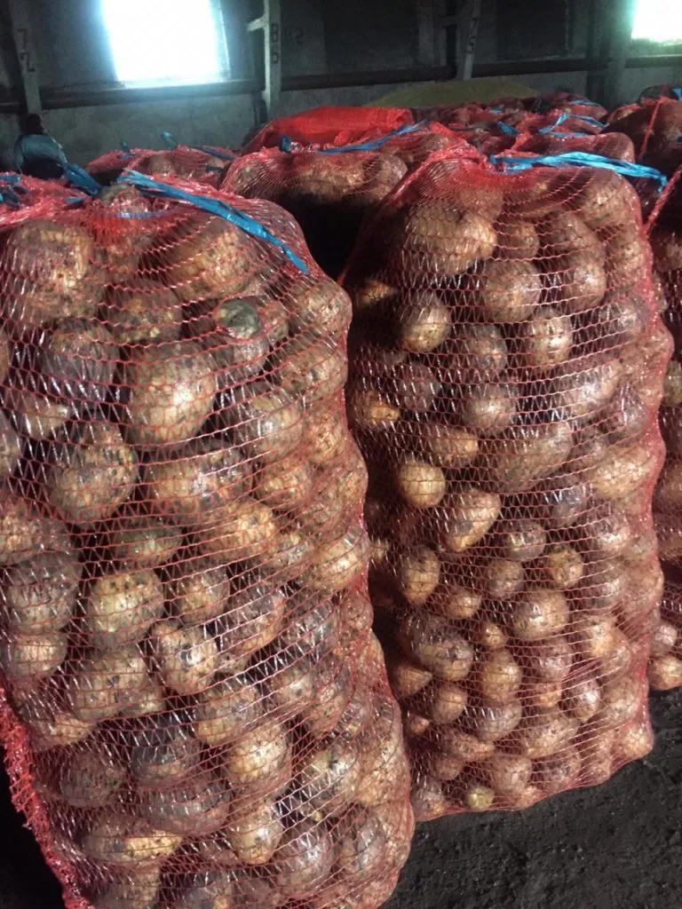 купить картофель Гала оптом в Кемерово  в Кемерове 2