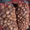 купить картофель Гала оптом в Кемерово  в Кемерове 2