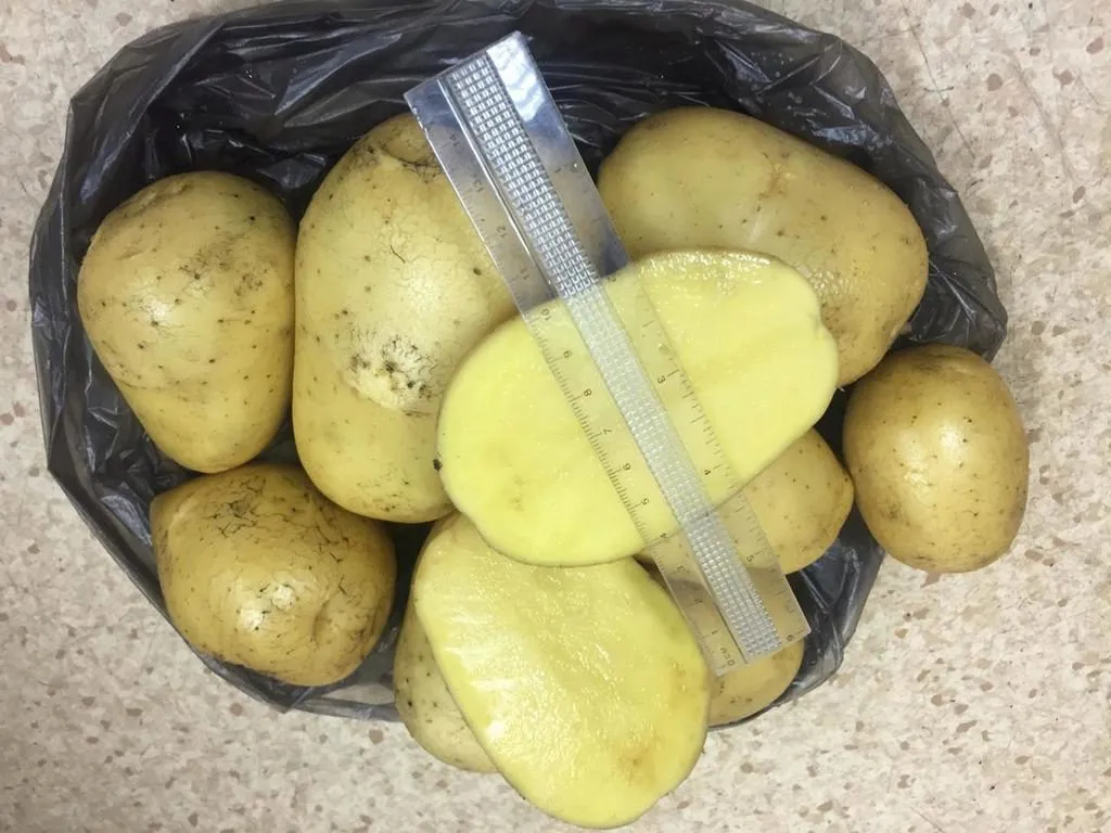 купить картофель Гала оптом в Кемерово  в Кемерове 3