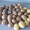 картофель под мойку Гала в Кемерове