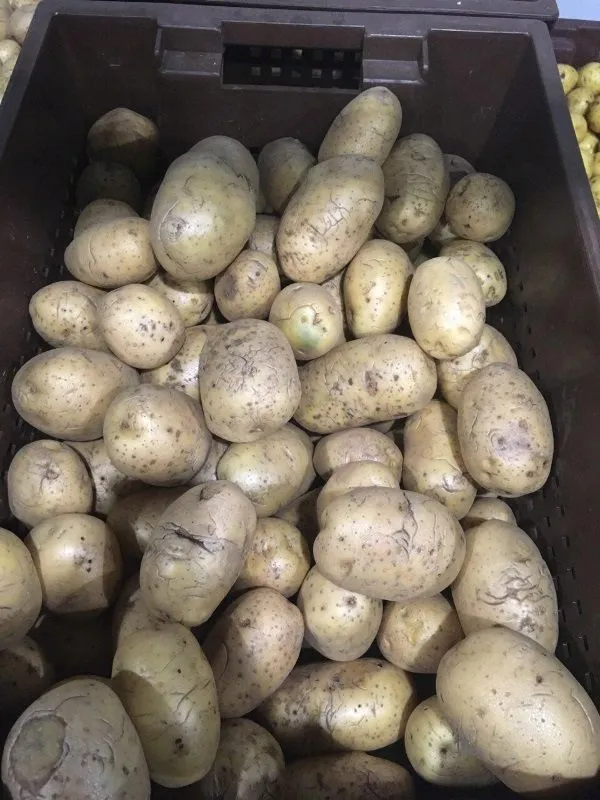 картофель под мойку Гала в Кемерове 3