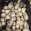 картофель под мойку Гала в Кемерове 3